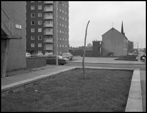 tree birkenhead